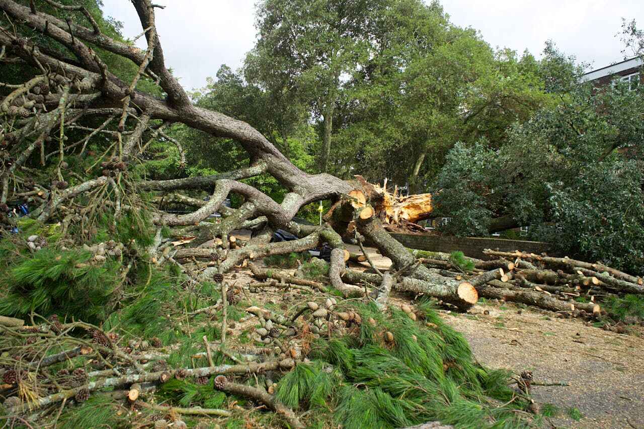 Best Tree Stump Removal  in Marathon, FL